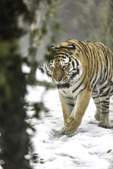  Manchurian tiger