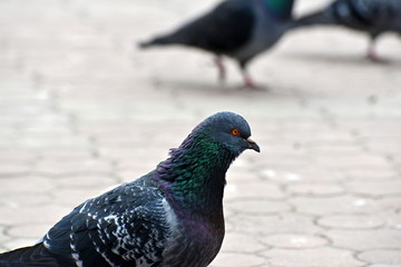 Pigeons close-up in a city on a tile.
