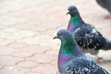 Pigeons close-up in a city on a tile.