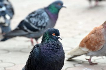 Pigeons close-up in a city on a tile.