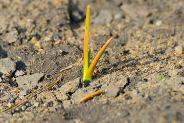 Sprout from the earth, sprouting and plant growth.