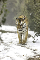  Manchurian tiger