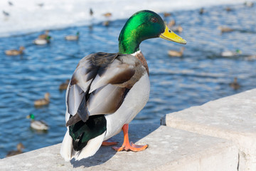 Naklejka na ściany i meble Duck in the winter pond