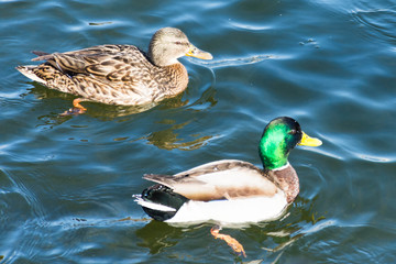 Ducks in the winter pond