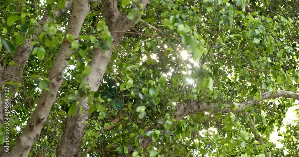 Canvas Prints sunlight though the tree