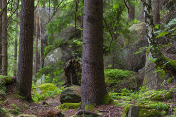 Old Carpathian forest