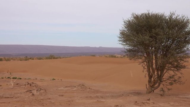 Panorama with tree in Sahara desert, Africa, 4k

