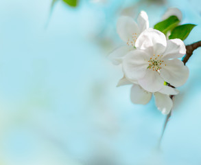 Beautiful white blooms of apple tree with blurred blue background. Spring flowers on Easter sunny day. Selective focus. Space for text