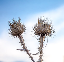 Dry thistle against the sky