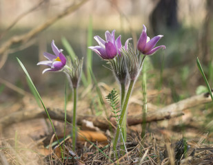 Pasque Flowers, Pulsatilla, wild purple flowers in spring forest