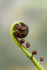 horsetail, koru tree, new zeland