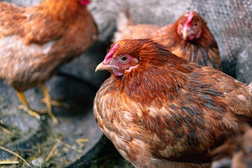 Chickens on the farm. Toned, style, color photo.