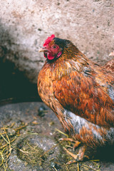 Chickens on the farm. Toned, style, color photo.