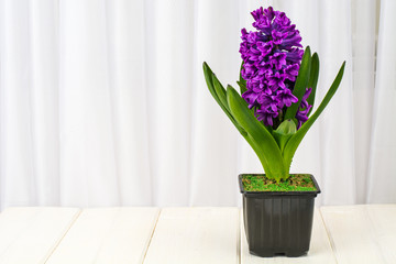 Luxurious blooming purple hyacinth in pot