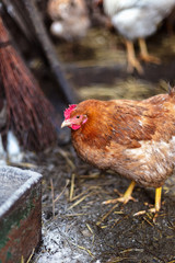 Chickens on the farm. Toned, style, color photo.