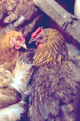 Chickens on the farm. Toned, style, color photo.