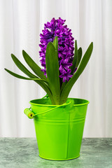 Luxurious blooming purple hyacinth in pot