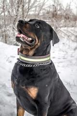 Rottweiler breed dog on a walk