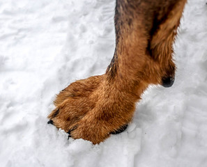Dog's paw on the snow