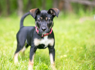 Fototapeta premium A cute German Shepherd mixed breed puppy outdoors