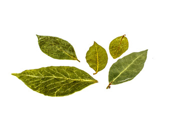Fototapeta na wymiar Dry bay leaf on white background
