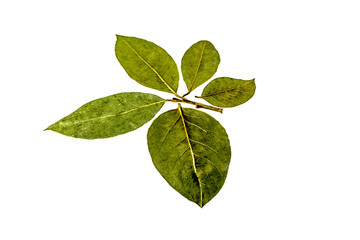 Dry bay leaf on white background