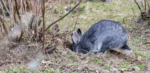 Naklejka premium królicza nora / Szary królik kopie dziurę w ogrodzie