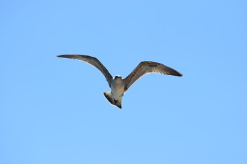 Seagulling