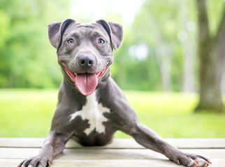 A happy blue and white Pit Bull Terrier mixed breed dog © Mary Swift