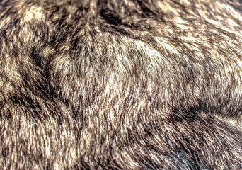 Dog hair as background