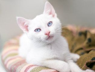 Fototapeta na wymiar A white kitten with blue eyes relaxing on a cat bed