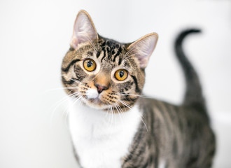 Fototapeta premium A brown and white tabby domestic shorthair cat with golden yellow eyes