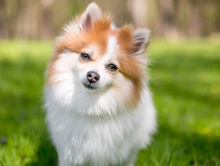 A red and white Pomeranian dog listening with a head tilt