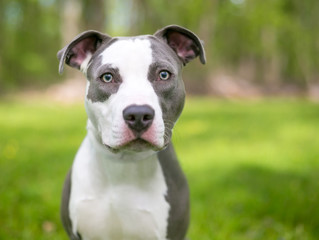A young blue and white Pit Bull Terrier mixed breed dog outdoors