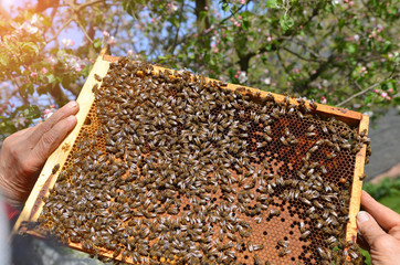 Beekeeper holding frame with honeycomb full of bees on the background of flowering spring garden. Apiary concept