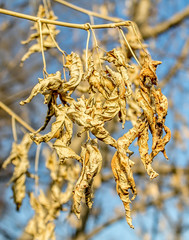 Dry leaves on a tree in nature