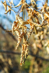 Dry leaves on a tree in nature