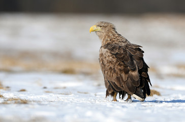 White tailed eagle (Haliaeetus albicilla)