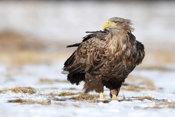 White tailed eagle (Haliaeetus albicilla)