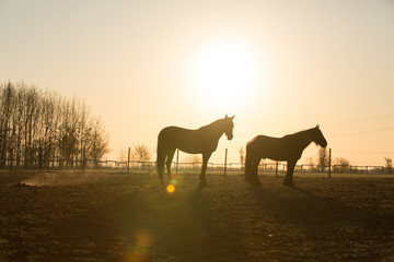 Pferde bei Sonnenaufgang im Gegenlicht