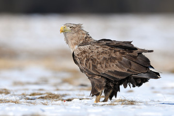 White tailed eagle (Haliaeetus albicilla)