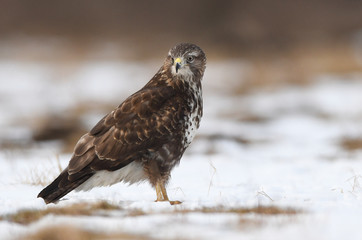 Common buzzard (Buteo buteo)
