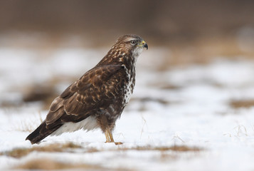 Common buzzard (Buteo buteo)