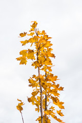 Autumnal leaves, red and yellow maple foliage againstsky, beautiful background, selective focus