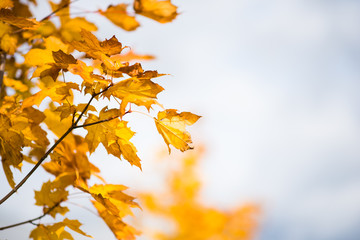 Autumnal leaves, red and yellow maple foliage againstsky, beautiful background, selective focus
