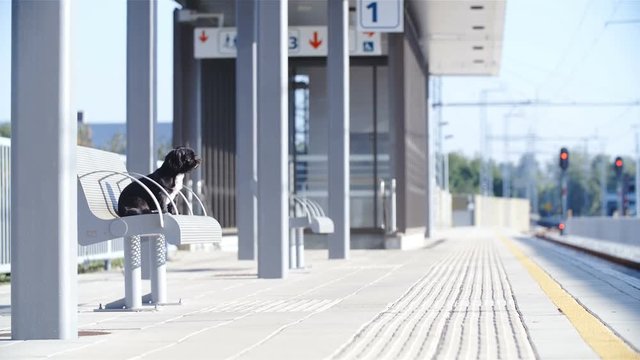 Black puppy wait at train station on bench 4K