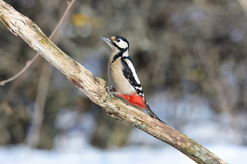 The great spotted woodpecker sits on its tail (a bright sunny day).
