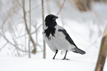 Hooded crow sits with his head turned on the snow.