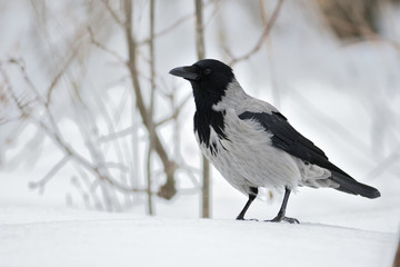 Hooded crow sits on the snow in the winter forest.