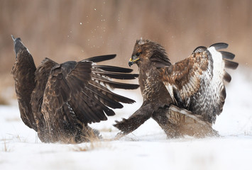 Common buzzards (Buteo buteo) fighting
